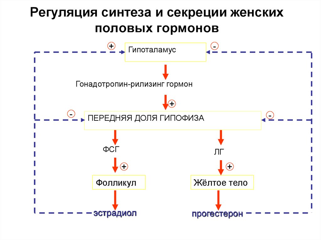 2 женских половых гормонов. Регуляция синтеза половых гормонов. Как осуществляется регуляция образования половых гормонов. Схема регуляции секреции половых гормонов. Регуляция секреции женских половых гормонов гормонов.