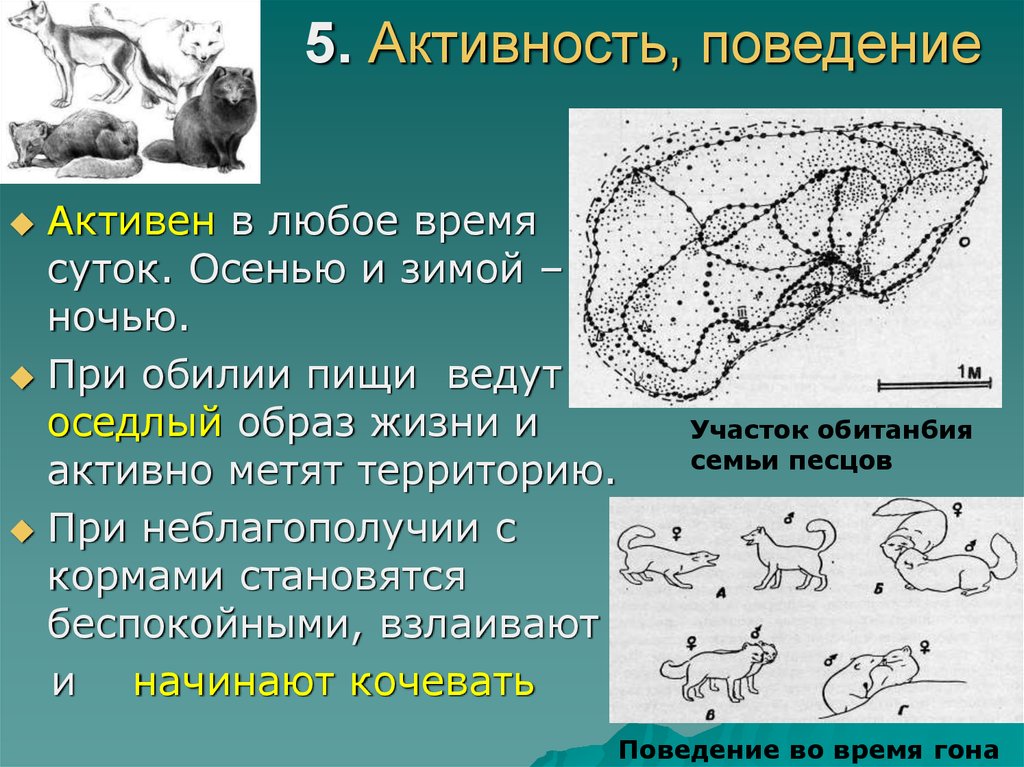 5. Активность, поведение