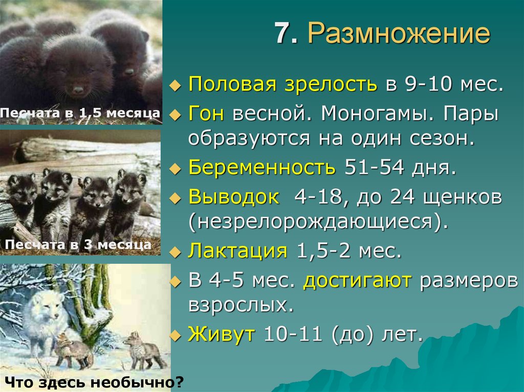 7. Размножение