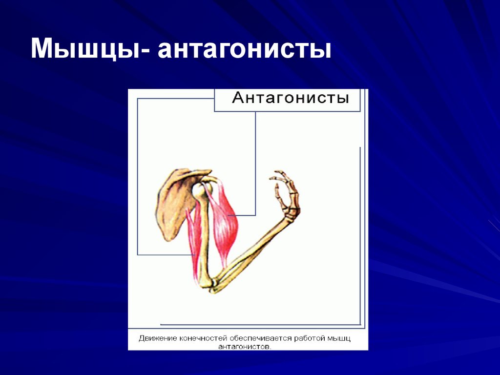 Мышцы агонисты