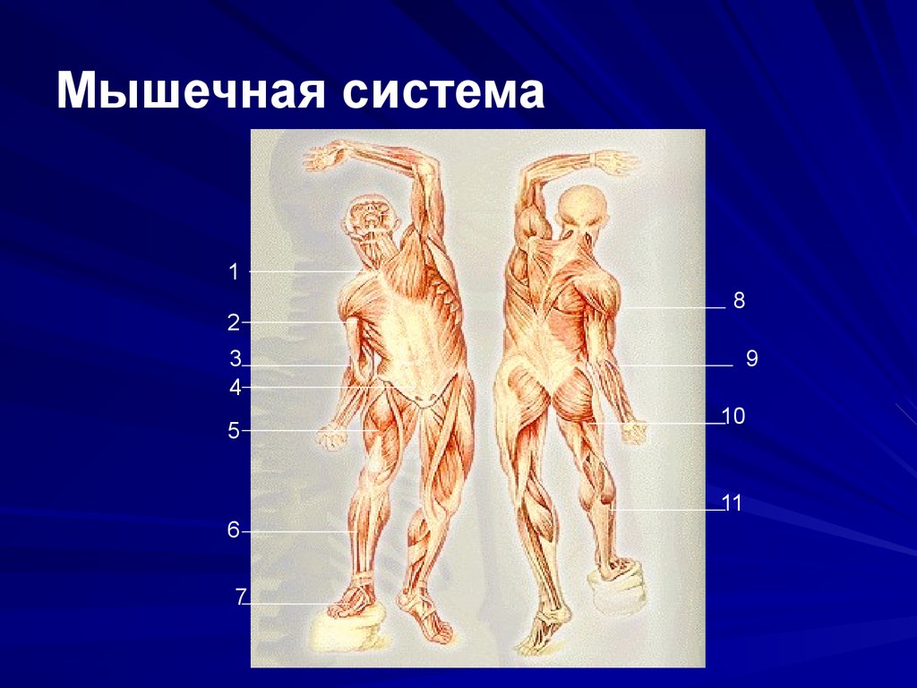 Анатомия мышечная система презентация