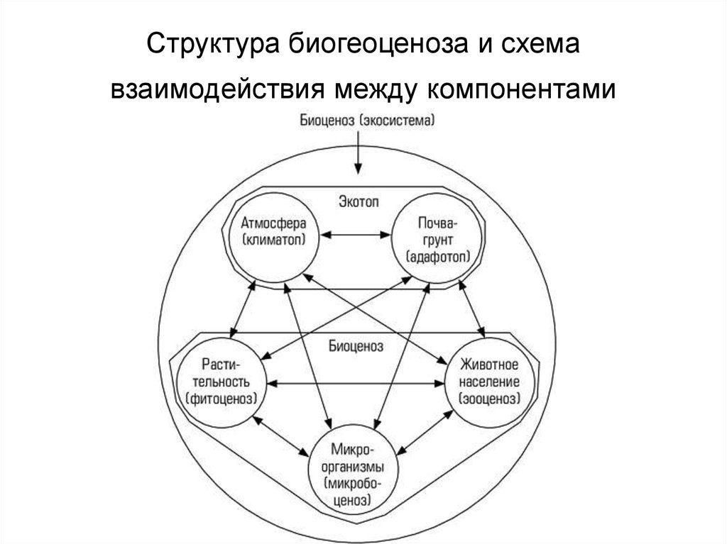 Взаимодействие данных природных компонентов между собой. Экосистема биогеоценоз структура экосистемы. Структурная схема экосистемы. Структура экосистемы схема. Структура биогеоценоза и экосистемы.