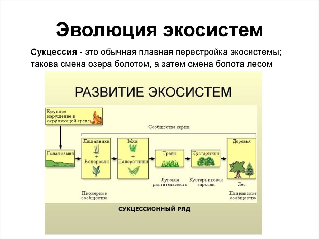 Последовательность этапов сукцессии. Схема развития биогеоценоза. Этапы развития экосистемы. Этапы формирования экосистемы. Эволюция экосистем.