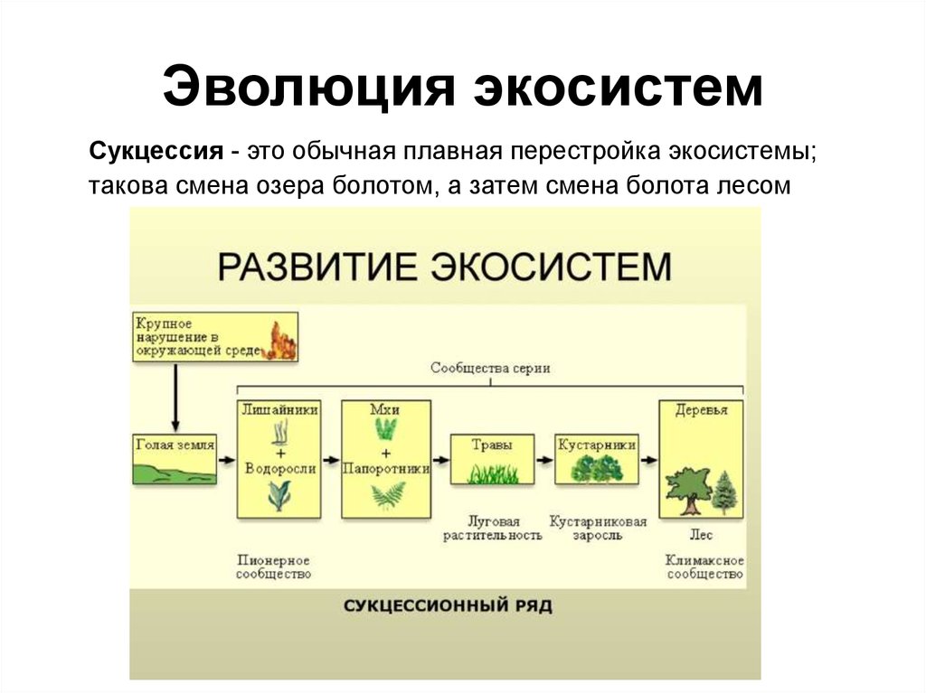 Схема развития биогеоценоза