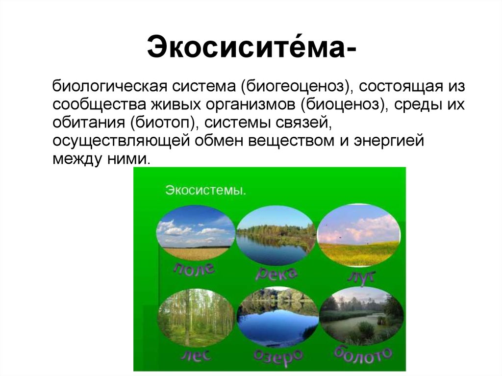 Среду состоящую из. Биосистема и экосистема. Биологическая система состоящая из сообщества живых организмов. Живые системы и экосистемы. Экосистема это биологическая система.