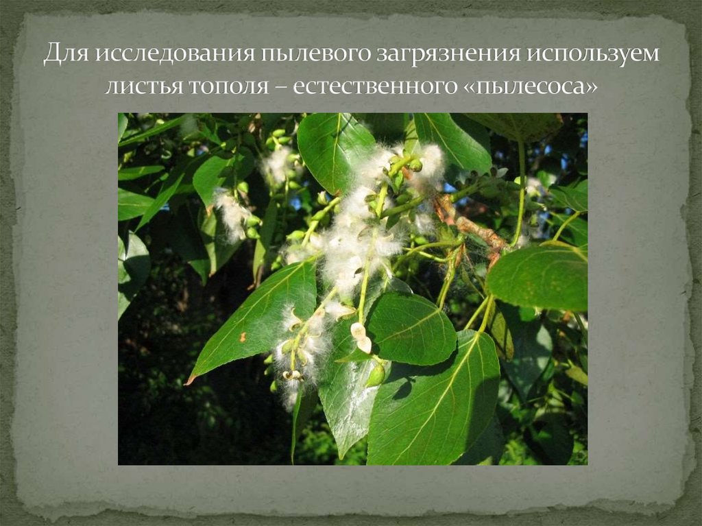 Для исследования пылевого загрязнения используем листья тополя – естественного «пылесоса»