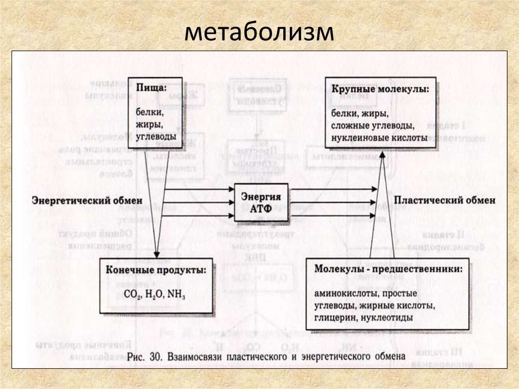 Метаболизм схема 9 класс