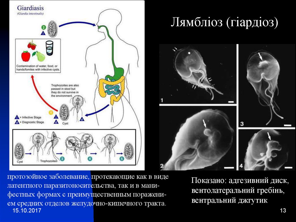 Распространение лямблиоза