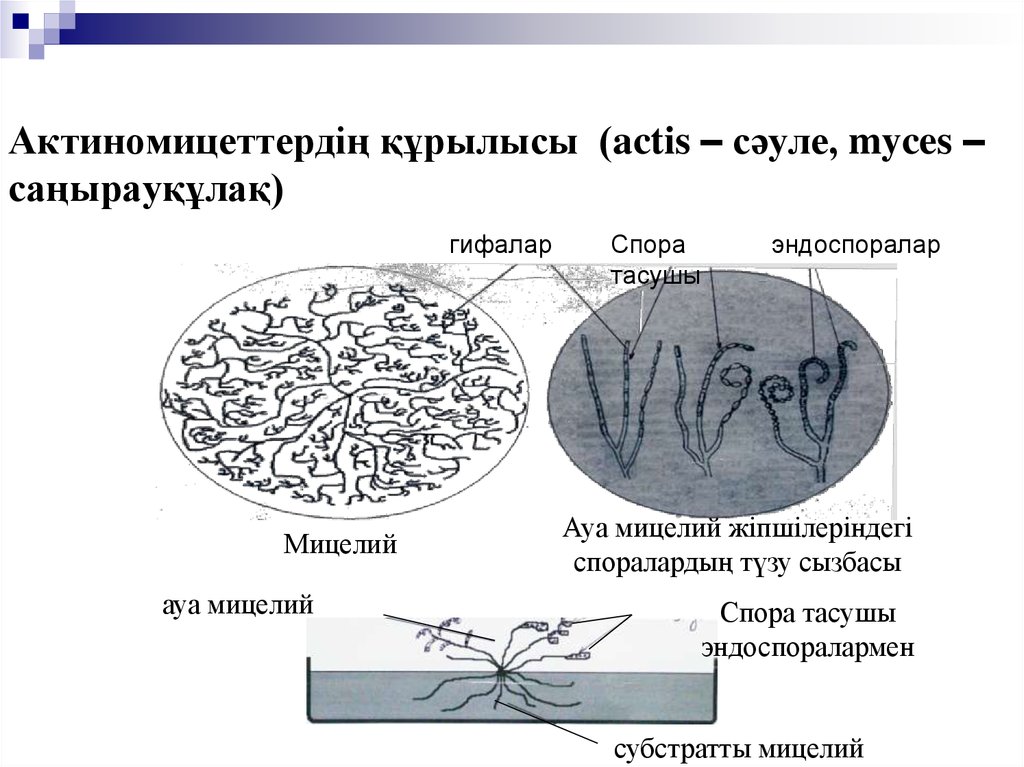 Актиномицеттердің құрылысы (actis – сәуле, myces – саңырауқұлақ)