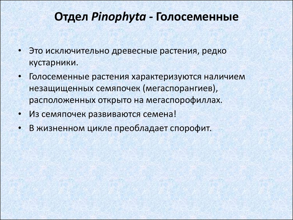 Отдел Pinophyta - Голосеменные