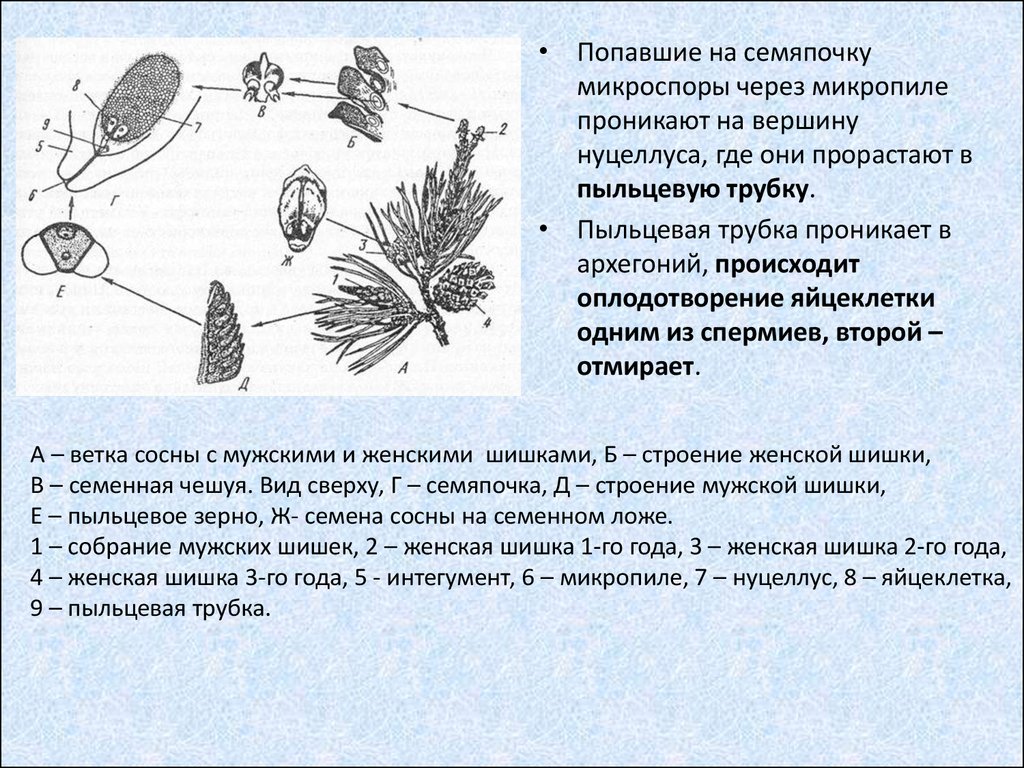 Жизненный цикл сосны