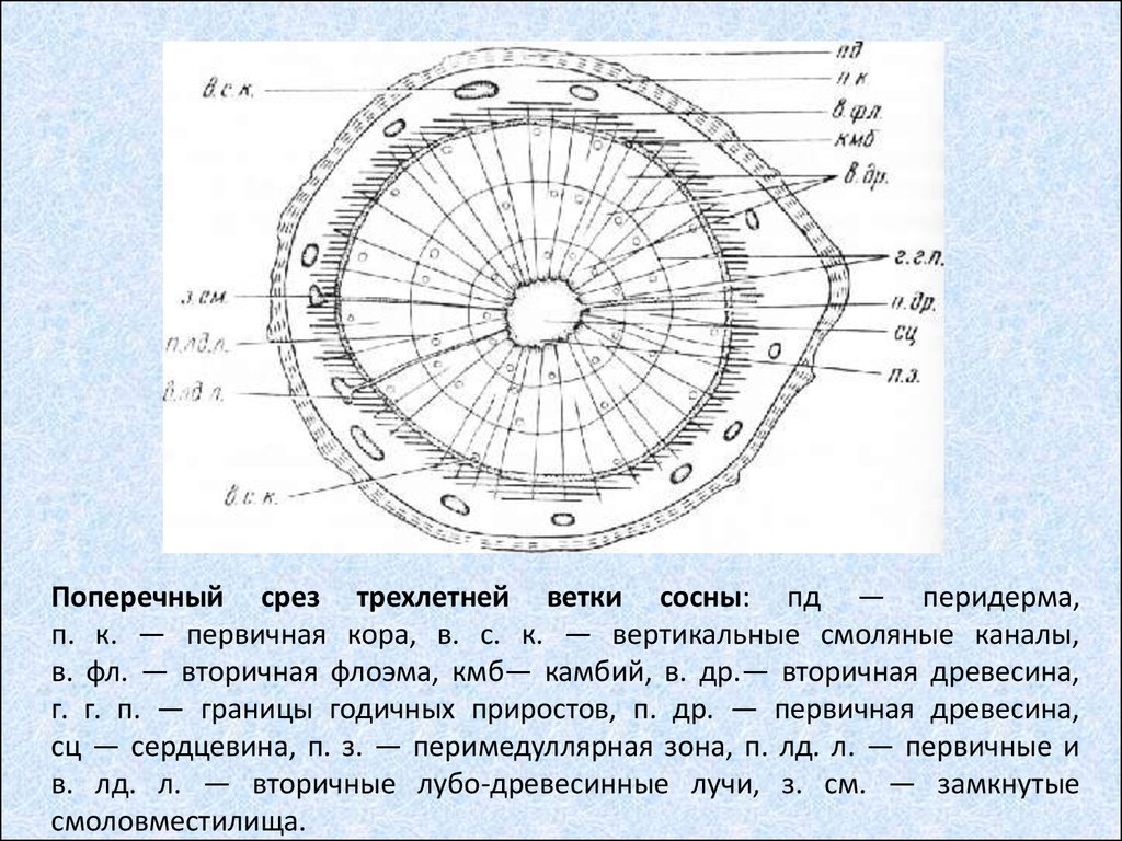 Схема строение стебля сосны