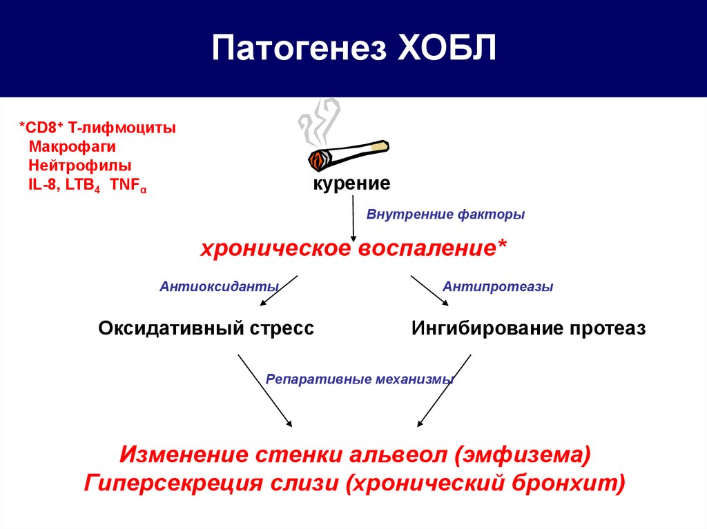 Схема патогенеза хобл