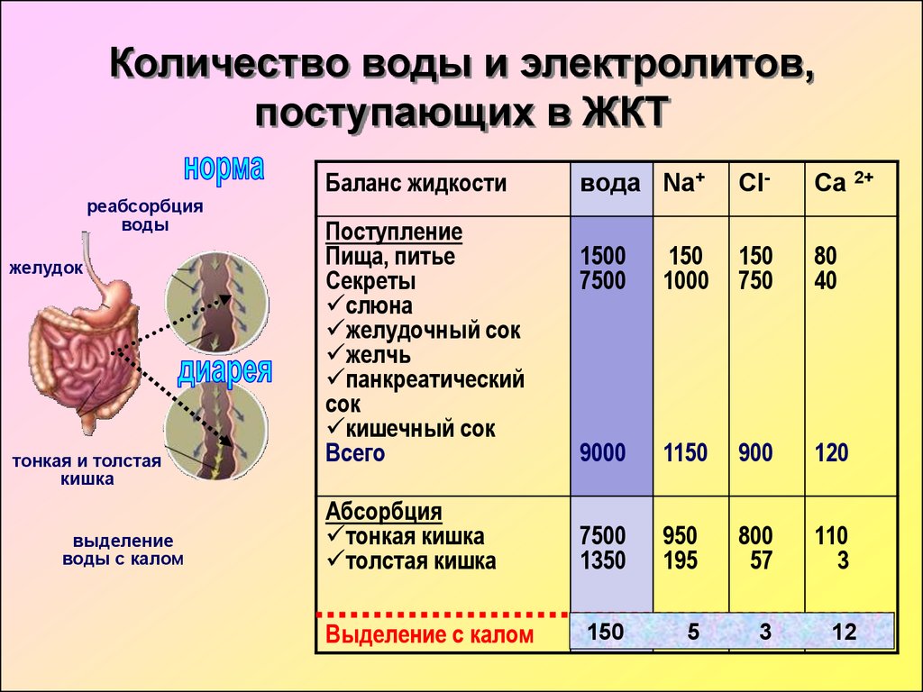 Через какое время поступят. Всасывание воды в желудке. Количество жидкости ЖКТ. Вода всасывается в желудке. Всасываемость в желудочно кишечном тракте.