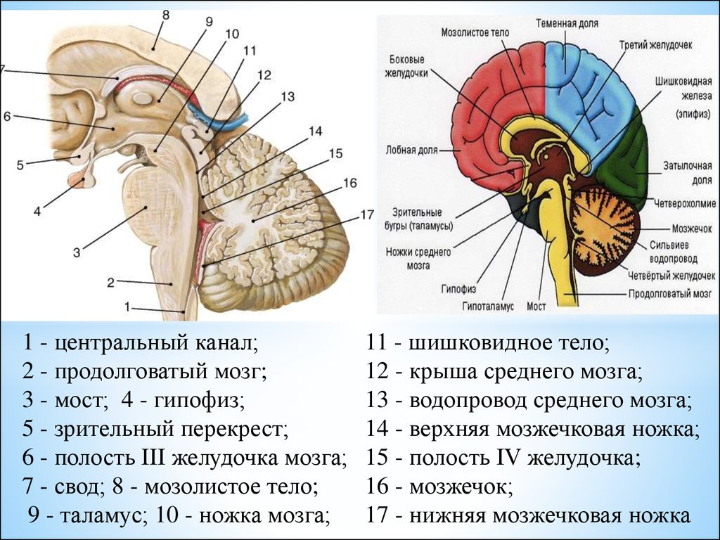 Желудочки среднего мозга. 4 Желудочек головного мозга анатомия. Структура головного мозга, желудочки. Дно 4 желудочка продолговатого мозга. Мозжечок средний мозг 3 желудочек.