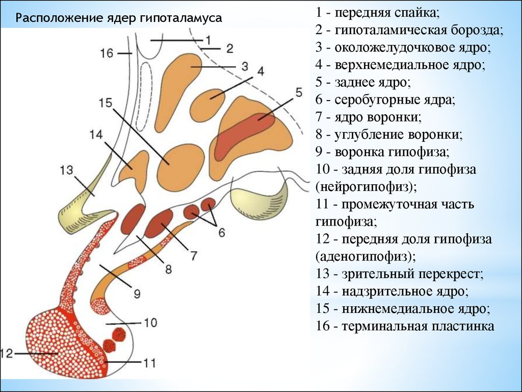 Переднее расположение. Ядра гипоталамуса анатомия. Промежуточный мозг ядра гипоталамус. Схема расположения ядер гипоталамуса. Расположение ядер в гипоталамусе.