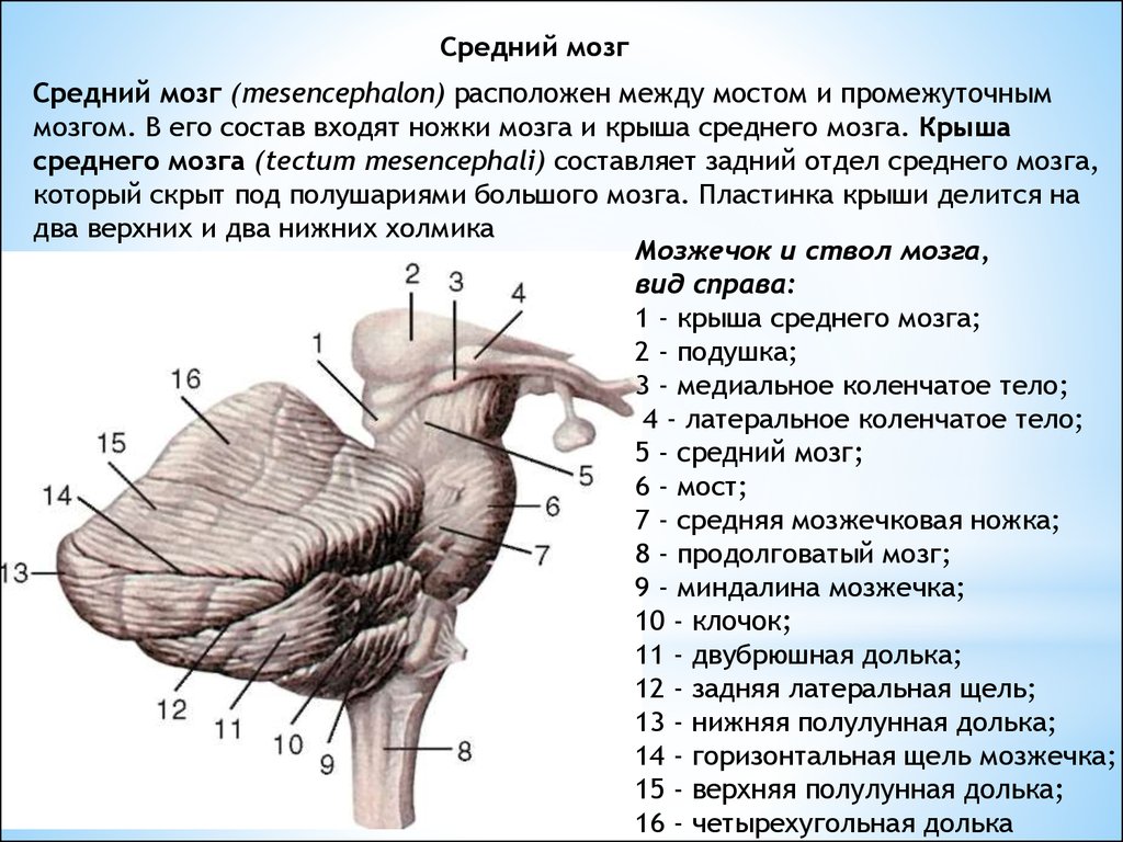 Мост и мозжечок строение. Средний мозг анатомия наружное строение. Отделы среднего мозга анатомия. Анатомические структуры среднего мозга. Четверохолмие и ножки мозга строение.