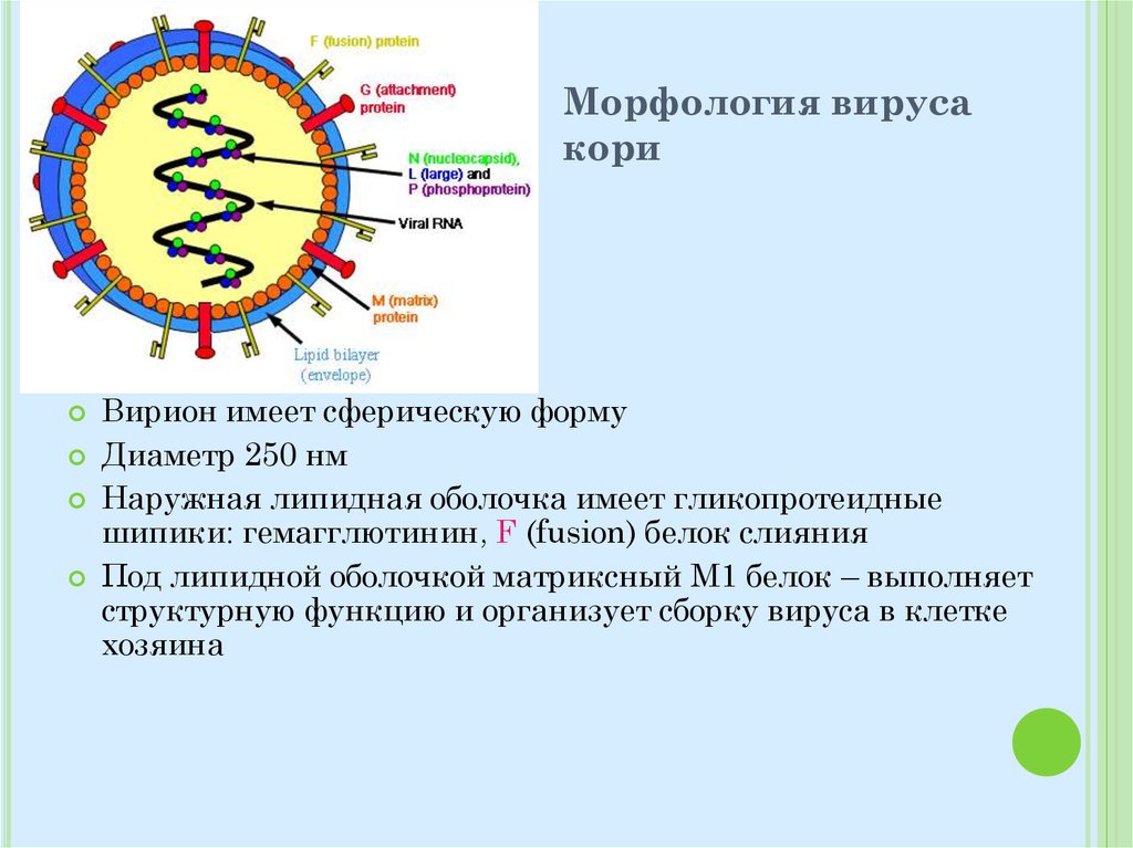 Инфекционная рнк. Строение вириона вируса кори. Вирус кори морфология. Строение вириона кори. Вирус кори строение микробиология.