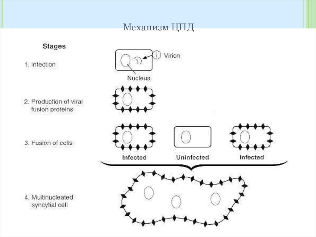 Цпд. Механизм ЦПД вируса кори. Механизм ЦПД. ЦПД микробиология механизм. Механизмы цитопатогенного действия вирусов.