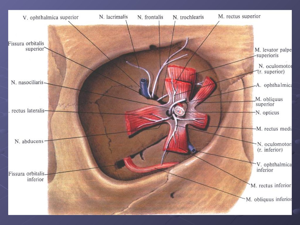 1 строение глазницы. Нервы глазницы анатомия. Кровоснабжение и иннервация глазницы. Отверстие канала зрительного нерва. Ход зрительного нерва в черепе.