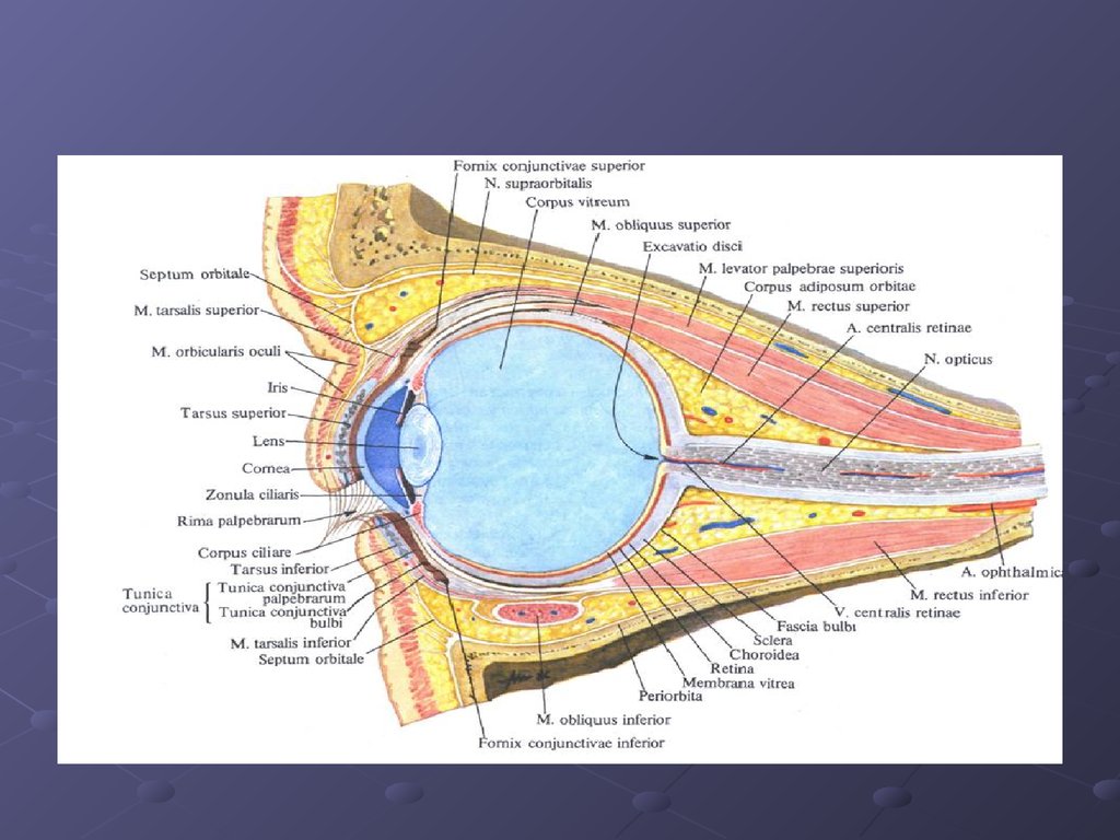 Физиология органа зрения. Анатомия и физиология органа зрения. Анатомия и физиология органа зрения презентация. Анатомия и физиология органа зрения лекция. Анатомия физиология и патология органов зрения презентация.