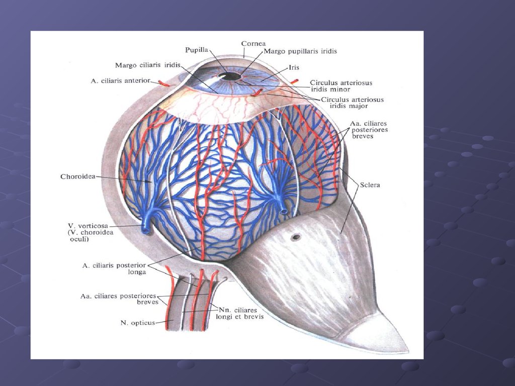 Анатомия и физиология органа зрения. Margo ciliaris. Собственно сосудистая оболочка, choroidea. Choroidea анатомия. Margo pupillaris Iridis.