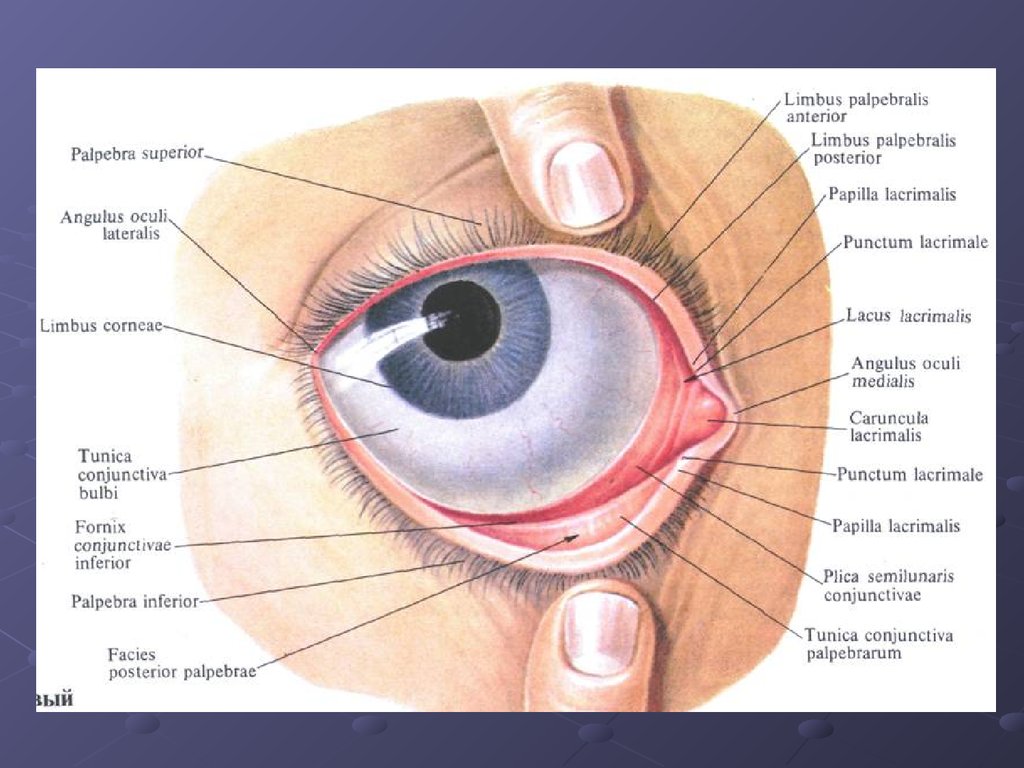 Веки снизу. Тарзальная конъюнктива. Строение глаза человека конъюнктивальный мешок. Строение глаза человека конъюнктива. Конъюнктива глазного яблока анатомия.