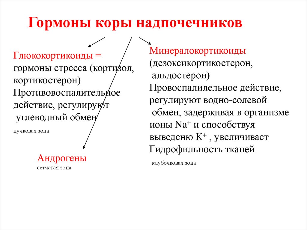 Минералокортикоиды надпочечников