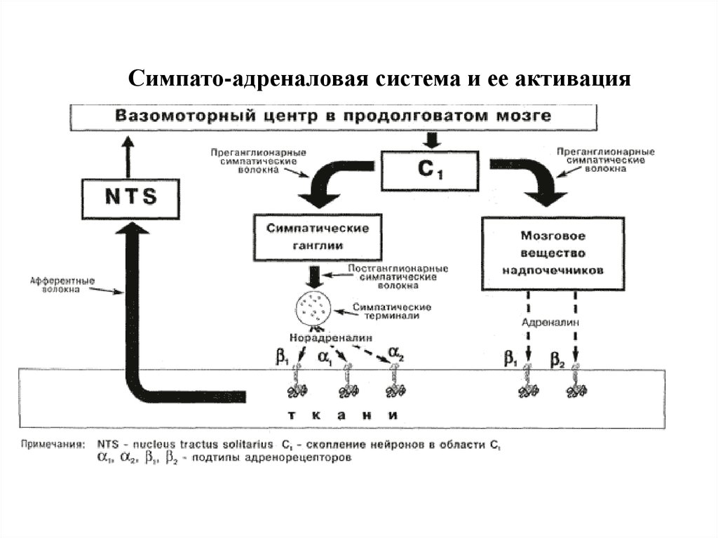 Симпатоадреналовая система схема