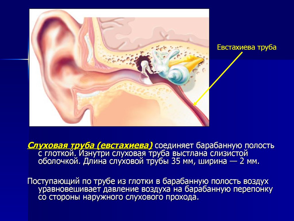 Давление в среднем ухе превышает. Евстахиева труба среднее ухо. ЛОР органы анатомия евстахиева труба. Слуховая труба соединяет барабанную полость с. Анатомия уха евстахиева труба.