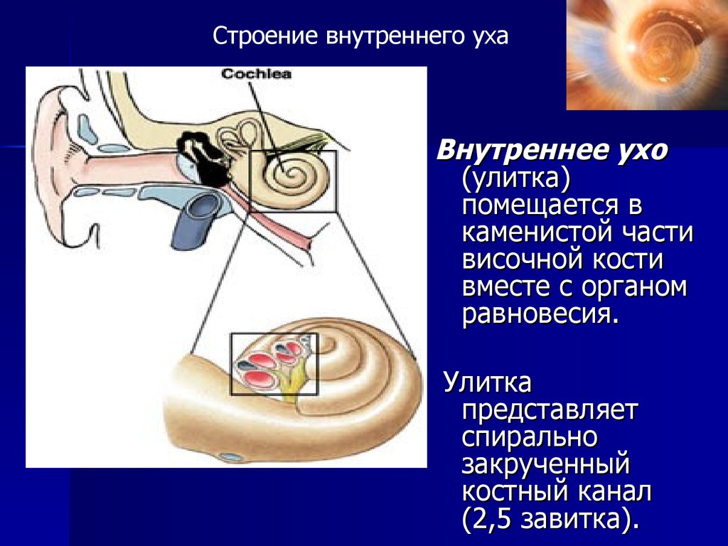 Улитка слухового аппарата. Внутреннее ухо улитка анатомия. Анатомические отделы внутреннего уха. Строение улитки внутреннего уха. Внутреннее ухо строение анатомия улитка.