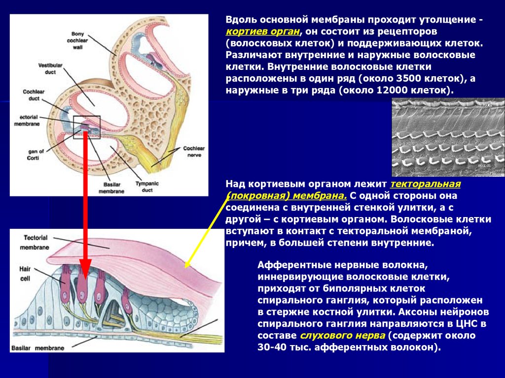 Слуховые рецепторы находятся в органе. Кортиев орган волосковые клетки. Иннервация Кортиева органа. Волосковые клетки и спиральный ганглий. Волосковые клетки улитки внутреннего уха.
