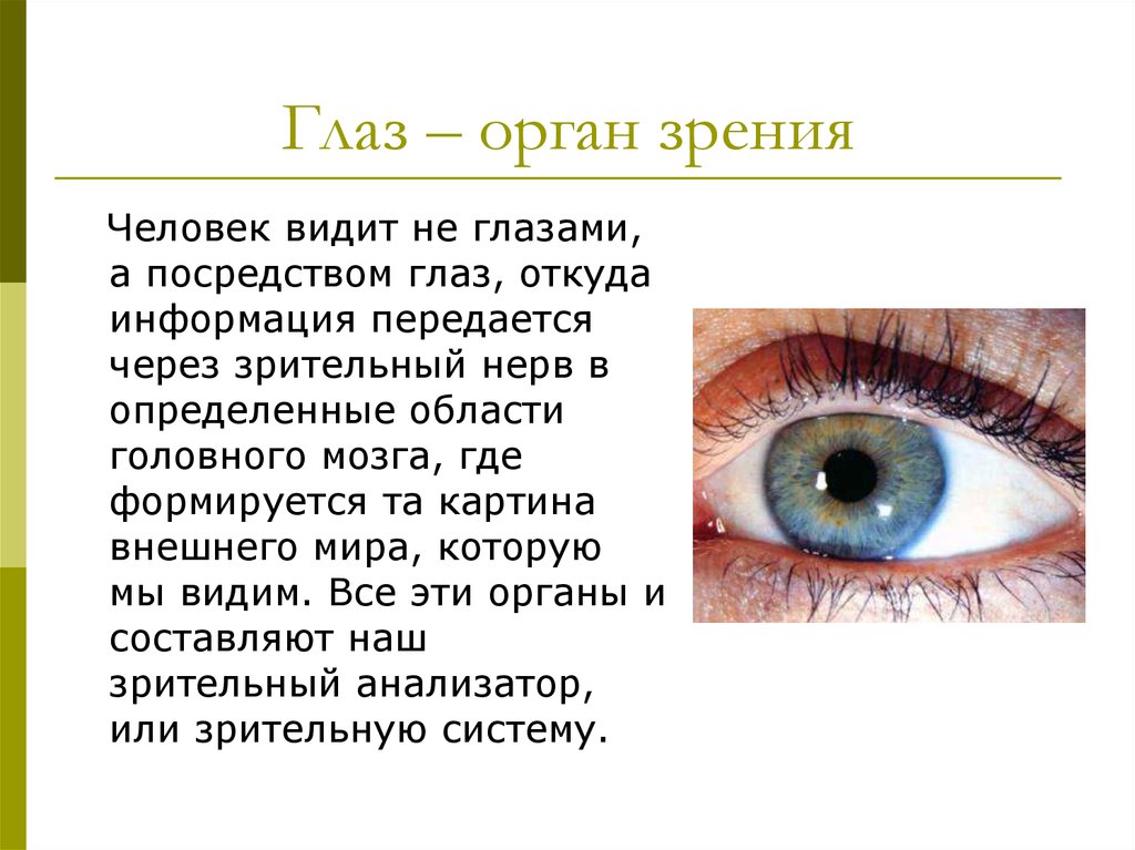 Видит глаза как пишется. Доклад на тему глаза орган зрения 3 класс окружающий мир. Орган чувств зрение доклад. Сообщение о органе чувств зрение. Органы чувств глаза доклад.