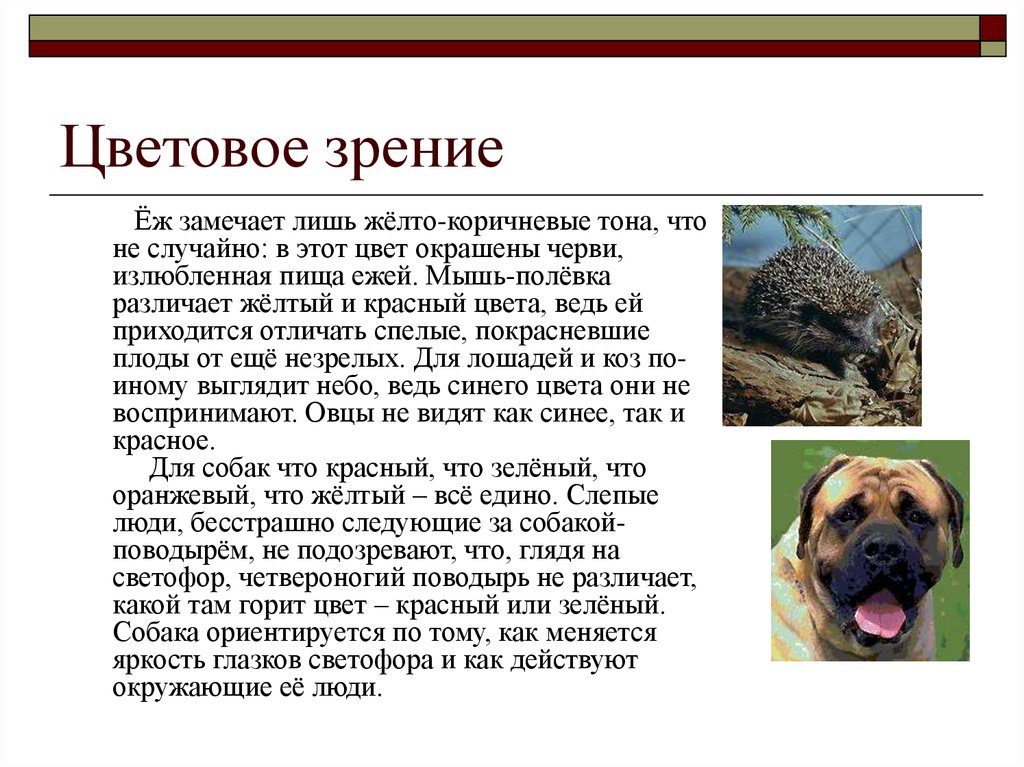 Какие цвета видят собаки. Цветное зрение у животных. Цветовое зрение собак. Цветовое восприятие собак. Какие животные различают цвета.