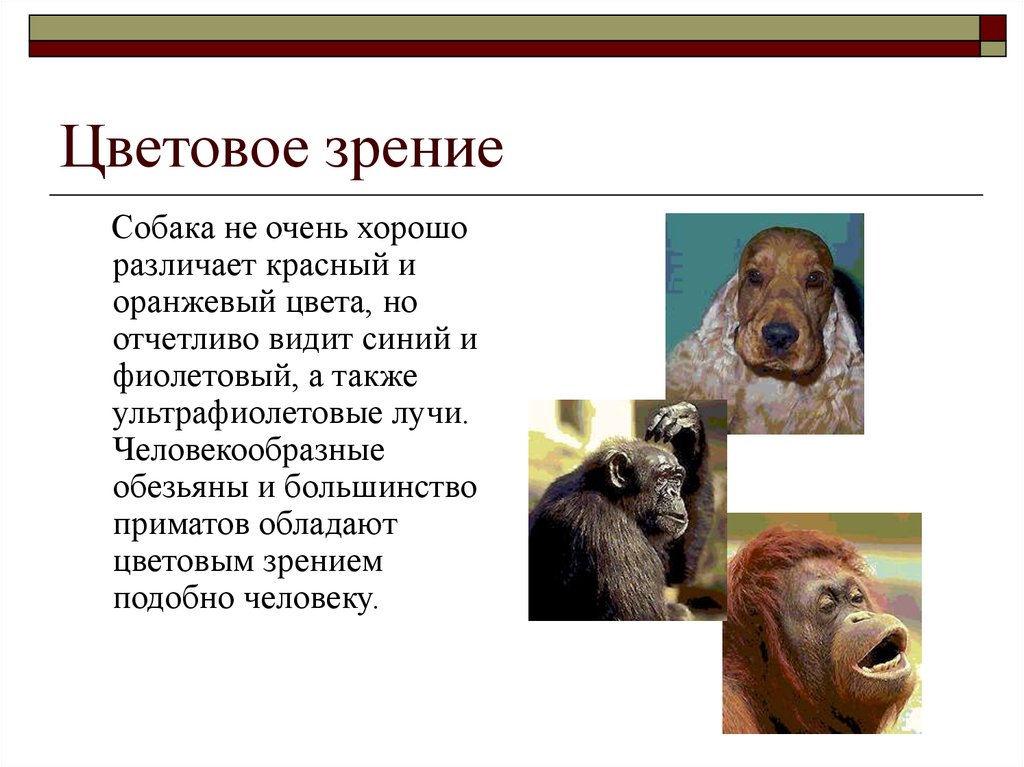 Цветное зрение у животных. Цветовое зрение. Доклад о зрении животных. Цветовое зрение у животных. У млекопитающих зрение цветное.