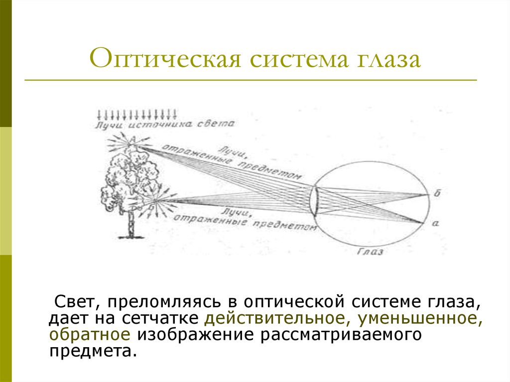 Какое изображение дает система глаза