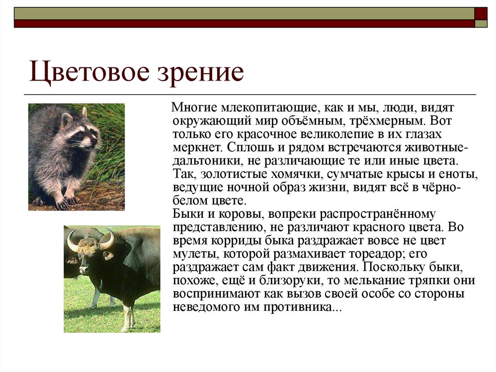 Цветное зрение у животных. Доклад о зрении животных. Какие животные видят в цвете как человек. Цветовое зрение у животных. Зрение млекопитающих.