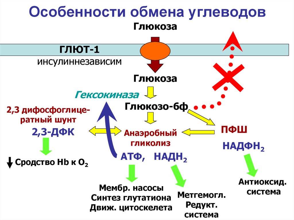 Реакции обмена углеводов. Обмен углеводов схема биохимия. Углеводный обмен схема биохимия. Схема метаболизма углеводов биохимия. Схема углеводного обмена в организме биохимия.