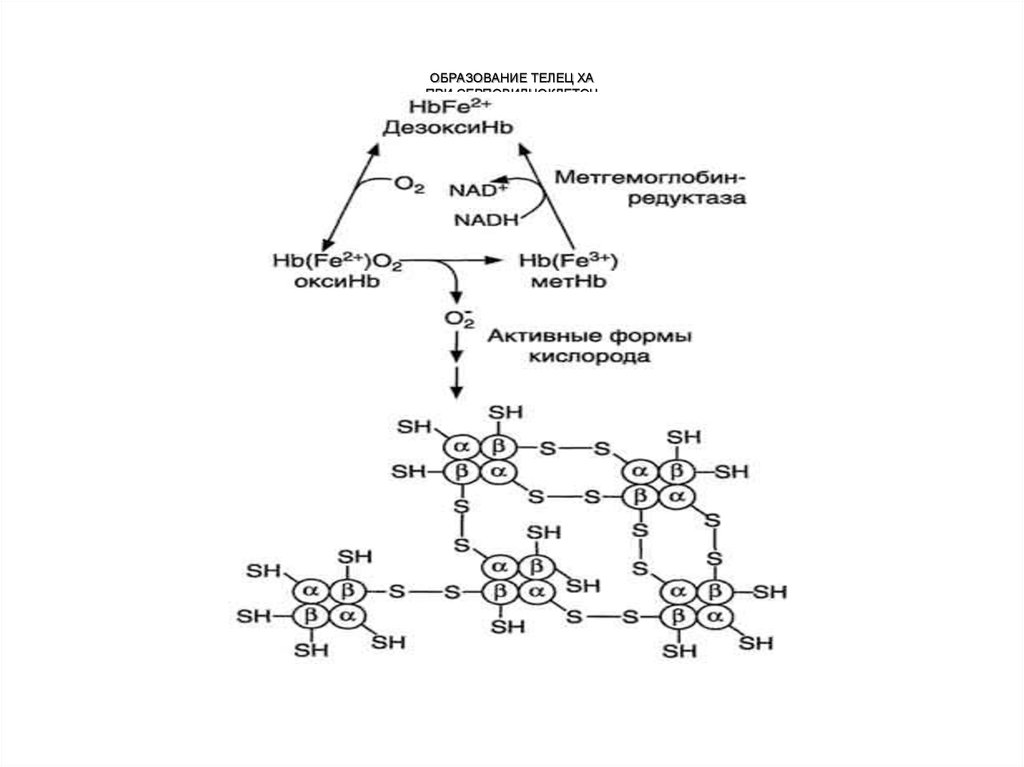 Биохимия эритроцитов. Механизм образования метгемоглобина биохимия. Схема образования метгемоглобина. Реакция восстановления метгемоглобина в гемоглобин. Схема формирования гемоглобина.