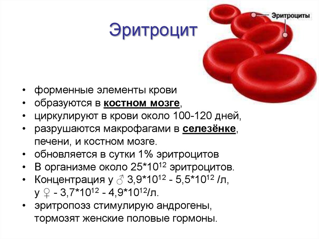 Где формируются клетки крови. Количество эритроцитов в крови человека. Эритроциты клетки крови норма. Эритроциты 3,64. Количество эритроцитов в крови человека 1 литр.