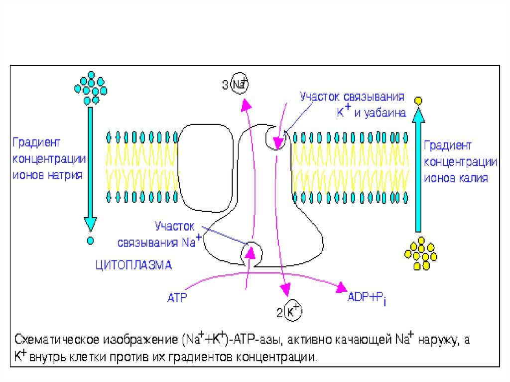 Градиент концентрации. Градиенты концентрации ионов. По градиенту концентрации это. Градиент концентрации мембрана. Транспорт веществ против градиента концентрации.