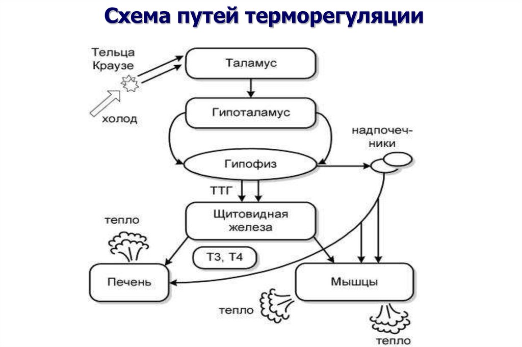 Схема функциональной системы терморегуляции