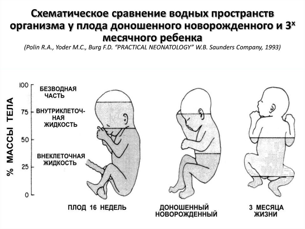 Признаки доношенности новорожденного ребенка. Схематическое сравнение водных пространств организма у плода. Поза доношенного новорожденного. Мочеиспускание у доношенного новорожденного. Дыхание плода и новорожденного.