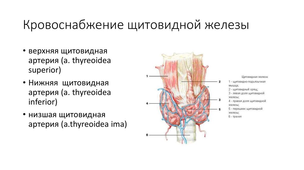 Артерии щитовидной железы. Щитовидная железа (топография, строение, кровоснабжение, иннервация). Щитовидная железа строение иннервация кровоснабжение. Артерии щитовидной железы схема. A. thyroidea Superior верхняя щитовидная артерия.