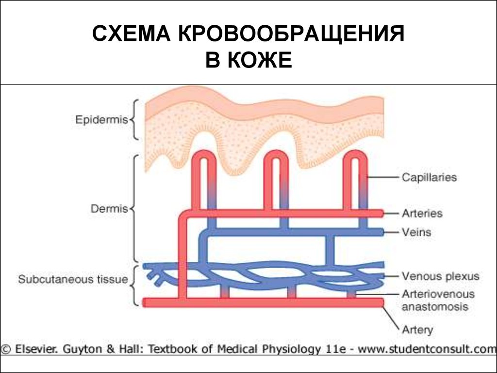 Кровеносные сосуды кожи. Кровоснабжение кожи. Схема кровоснабжения кожи. Особенности кровоснабжения кожи.