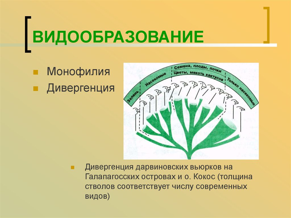 Видообразование тест 9. Монофилетическое видообразование. Экологическое видообразование. Дивергенция видообразование. Процесс видообразования по Дарвину.