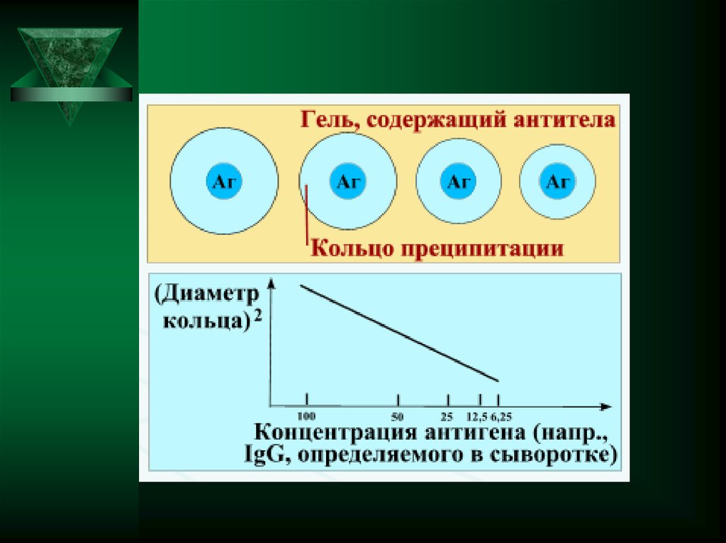 Радиальная иммунодиффузия по манчини презентация - 98 фото