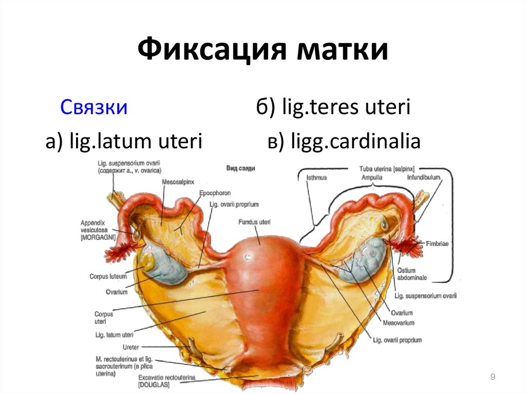 Связка подвешивающая яичник. Матка анатомия связки матки. Широкая связка матки анатомия. Круглая связка матки анатомия.