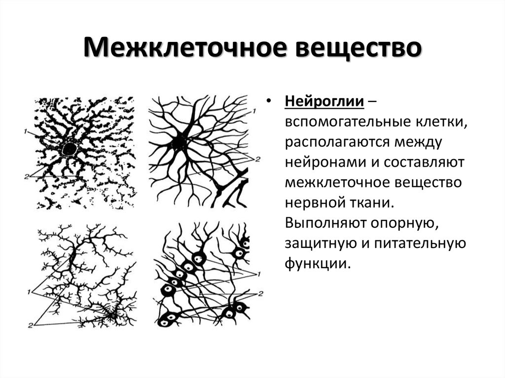 Схема классификации нейронов и клеток глии