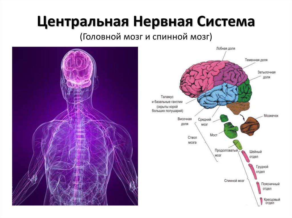 Мозг главный орган